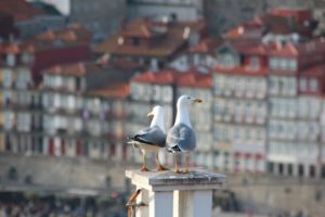 Co zwiedzić w Porto?
