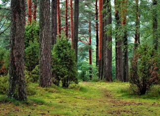 Bory Tucholskie – atrakcje turystyczne