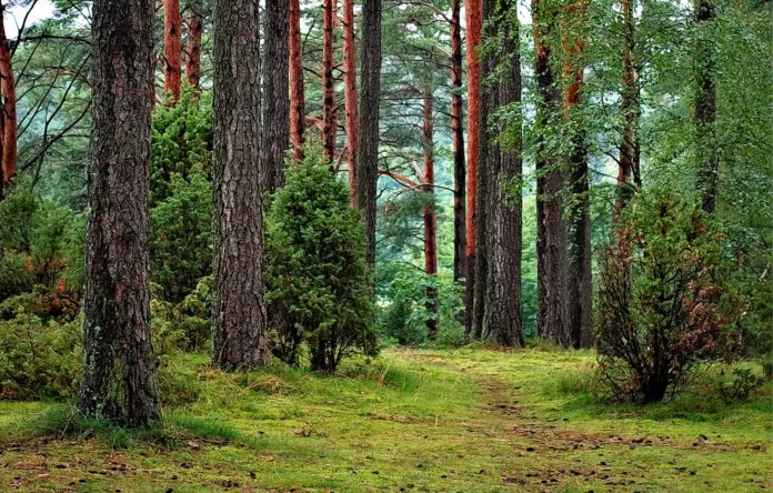 Bory Tucholskie – atrakcje turystyczne