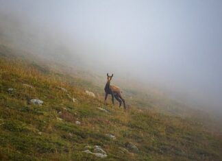 Jak się nazywała Jelenia Góra przed wojną?